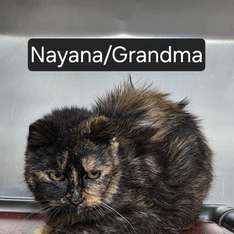 Nyana