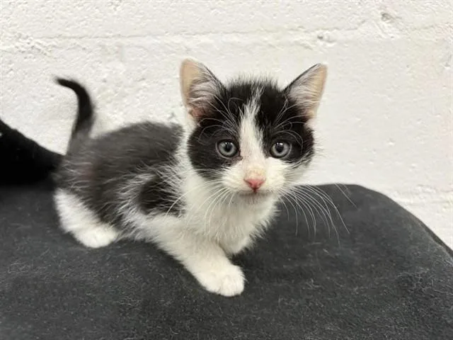 A baby small-sized male Domestic Short Hair cat named Sylvester for adoption in Saint Louis, MO