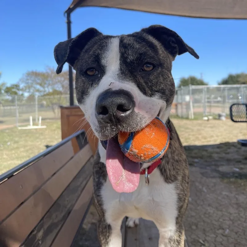 An adult medium-sized male Brindle Mixed Breed dog named Micah for adoption in Georgetown, TX