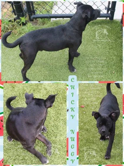 A young medium-sized male Pug dog named Chicky Nuggy for adoption in Kenansville, NC