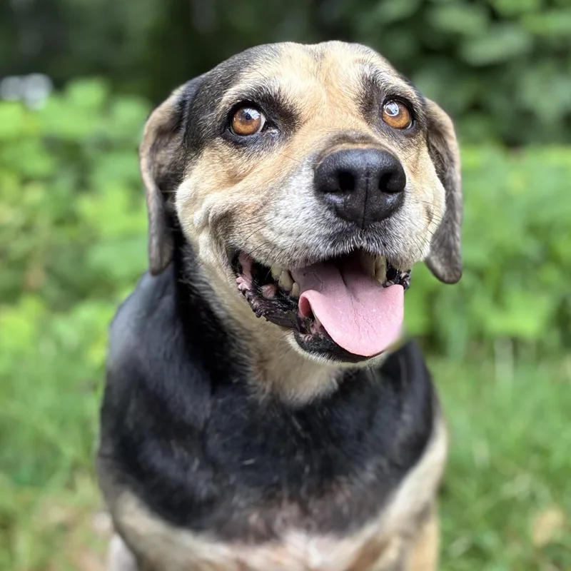 An adult medium-sized female Beagle dog named Bean for adoption in Cedarburg, WI