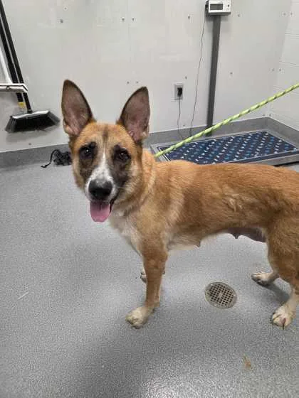 A senior large-sized female German Shepherd Dog dog named Armana for adoption in Sevierville, TN