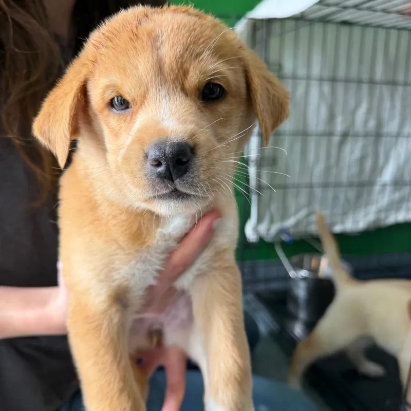 A baby large-sized female Yellow / Tan / Blond / Fawn Labrador Retriever dog named Poochyena for adoption in Kyle, TX