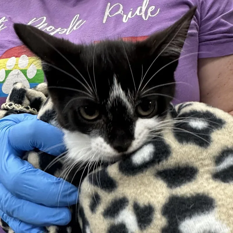 A baby small-sized female Black Domestic Short Hair cat named Krait for adoption in Evansville, IN