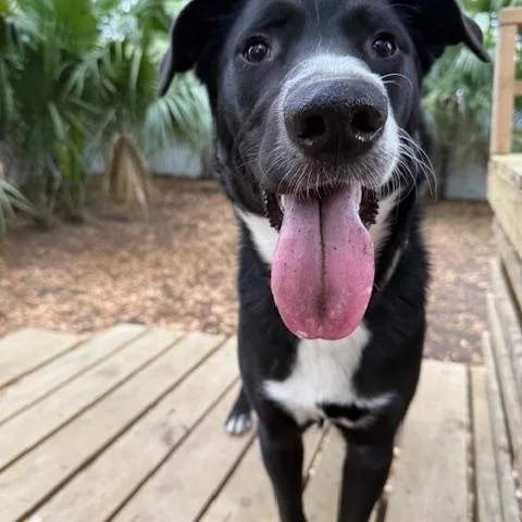 An adult large-sized male Mixed Breed dog named Francis for adoption in Charleston, SC