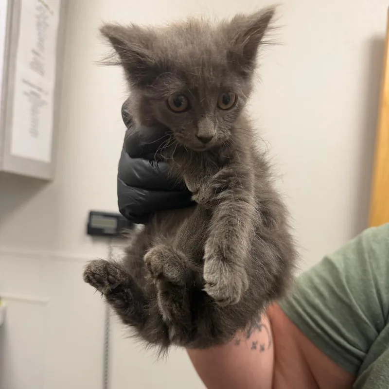 A baby small-sized female Domestic Medium Hair cat named Lips for adoption in Columbiana, AL