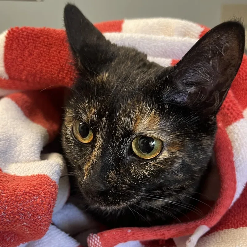 A young medium-sized female Tortoiseshell Domestic Short Hair cat named Mary for adoption in Oak Park, IL