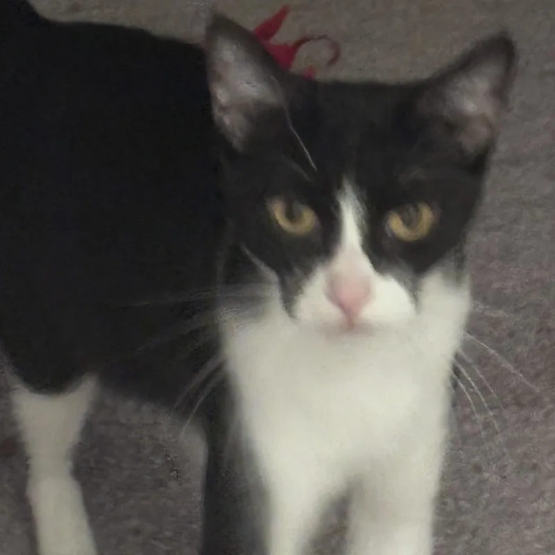 A young small-sized female Black & White / Tuxedo Domestic Short Hair cat named Molly for adoption in Liverpool, TX