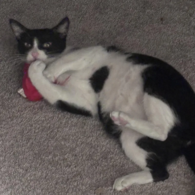 Molly thumbnail 5