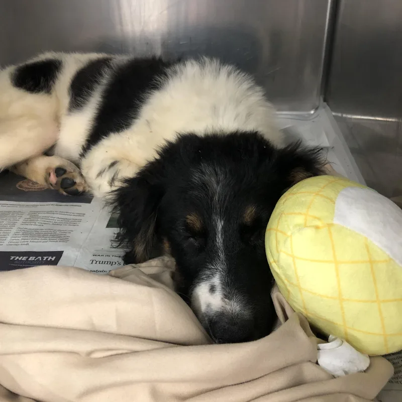 A baby medium-sized male Black Mixed Breed dog named Lark for adoption in Parma, OH