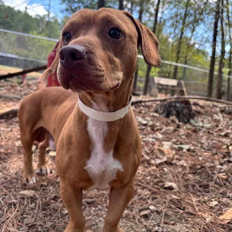 An adult medium-sized male Basset Hound dog named Toffee for adoption in Birmingham, AL