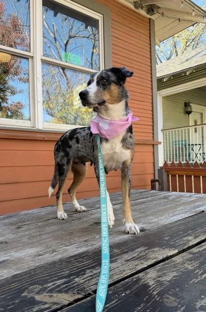 An adult medium-sized female Australian Shepherd dog named Miriam for adoption in Fort Worth, TX