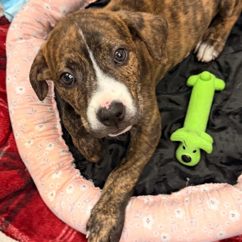 A baby small-sized male American Staffordshire Terrier dog named Badger for adoption in Evansville, IN