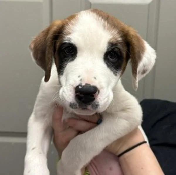 A baby large-sized female Saint Bernard dog named Cedar for adoption in Littleton, CO