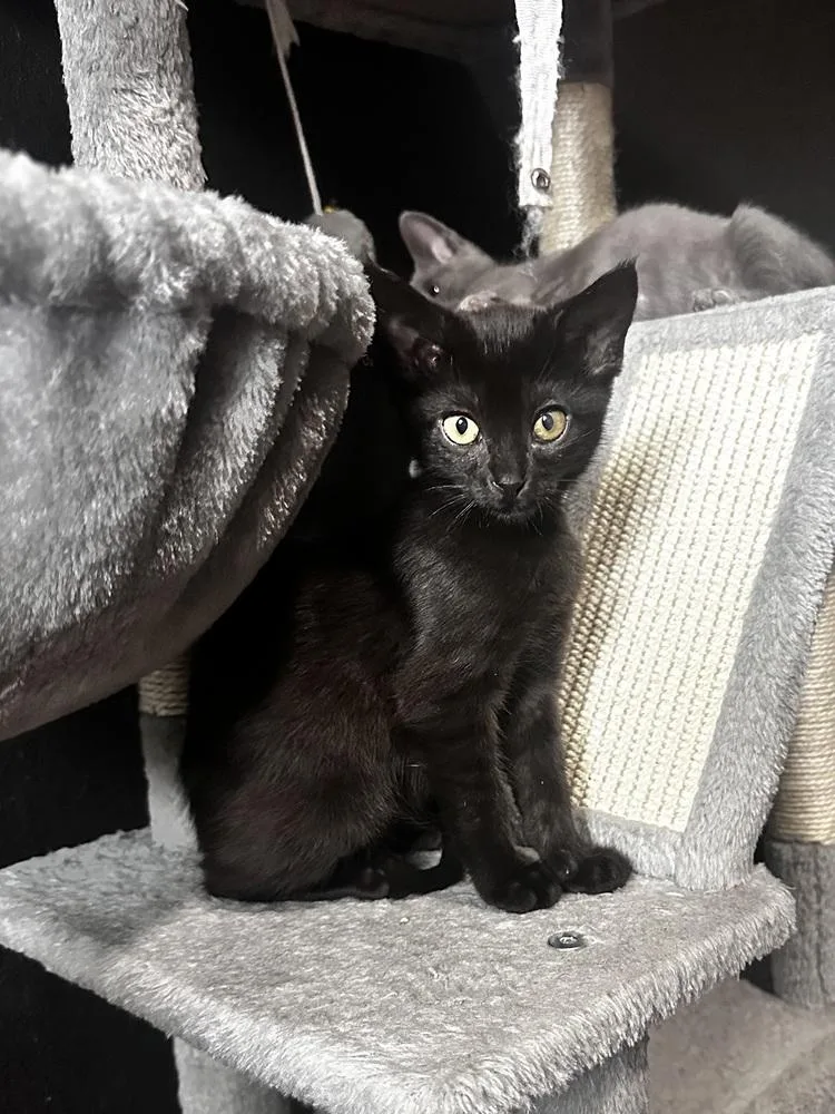 A baby small-sized female Domestic Short Hair cat named Dagobah for adoption in Dallas, TX