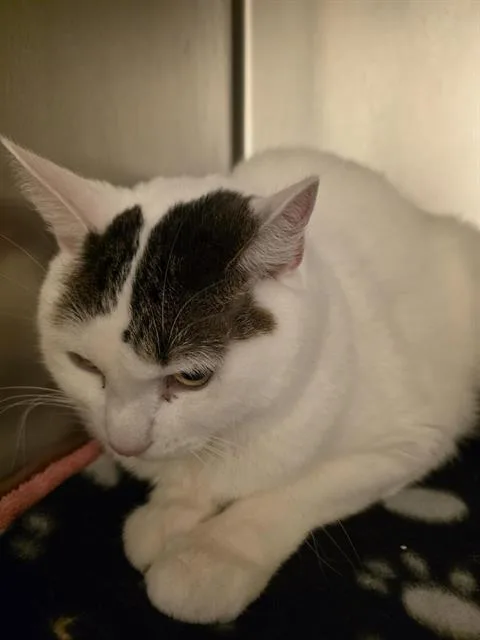An adult medium-sized male Domestic Short Hair cat named Cameron for adoption in West Valley City, UT