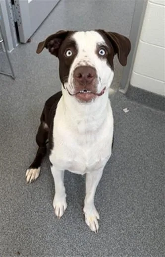 A young large-sized male Mixed Breed dog named Laser for adoption in Toledo, OH