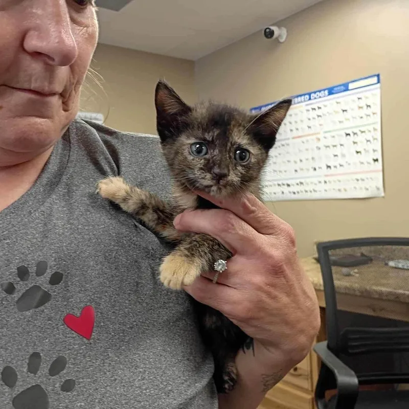 A baby small-sized female Dilute Calico Domestic Short Hair cat named Grace for adoption in Alexandria, VA