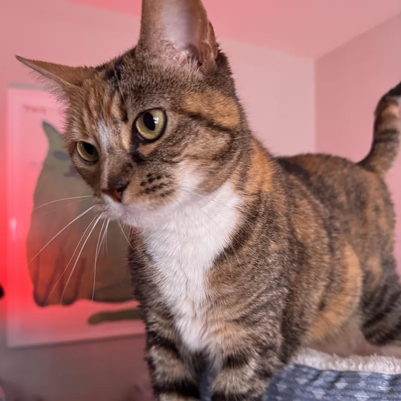 An adult large-sized female Calico cat named Raffia for adoption in Tomball, TX