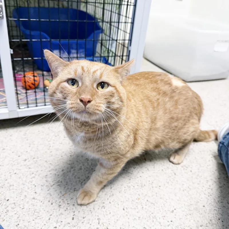 An adult extra large-sized male Orange / Red Domestic Short Hair cat named Shoe Lace for adoption in Oshkosh, WI