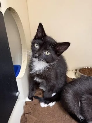 A baby small-sized male Domestic Short Hair cat named Wilbur for adoption in Pequot Lakes, MN
