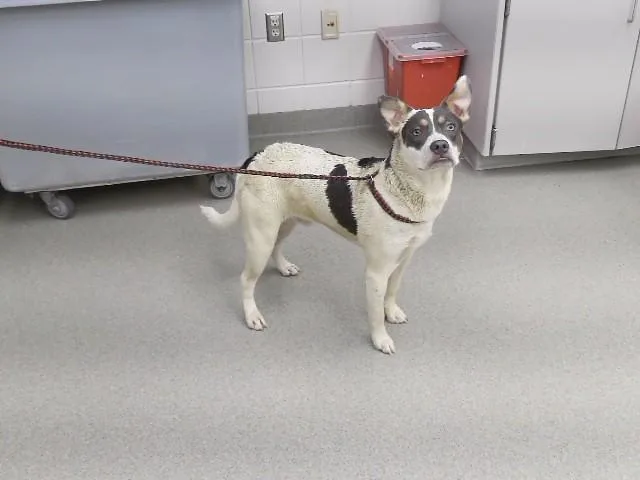 A young medium-sized male Australian Cattle Dog / Blue Heeler dog named Sleepy for adoption in Omaha, NE