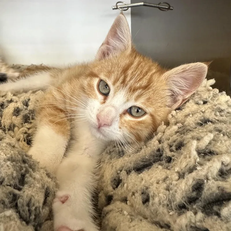 A baby small-sized male Orange / Red Domestic Medium Hair cat named Elmer for adoption in Park City, UT