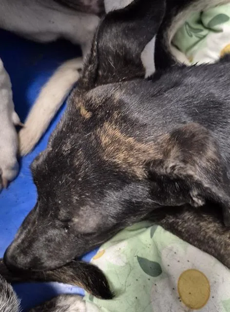 A baby small-sized male Terrier dog named Subzero for adoption in Bakersfield, CA