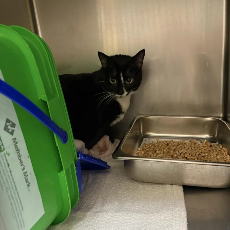 An adult large-sized female Black Domestic Short Hair cat named Lily for adoption in Windsor, VA