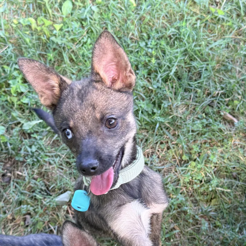A baby small-sized female Brown / Chocolate Klee Kai dog named Molly for adoption in Columbia, MD