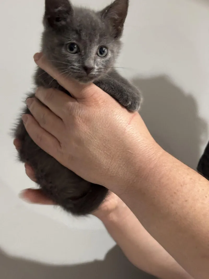 A baby medium-sized male Gray / Blue / Silver Domestic Short Hair cat named CAT  Nikee for adoption in GILBERTS, IL