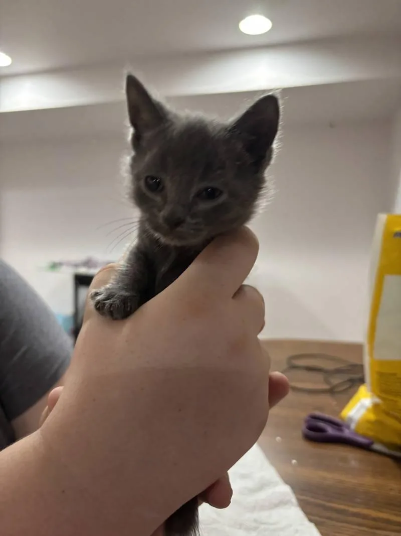 CAT  Nikee thumbnail 2