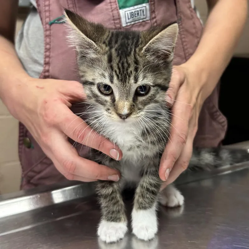 A baby small-sized male Brown / Chocolate Domestic Short Hair cat named Leo for adoption in Newport, NC