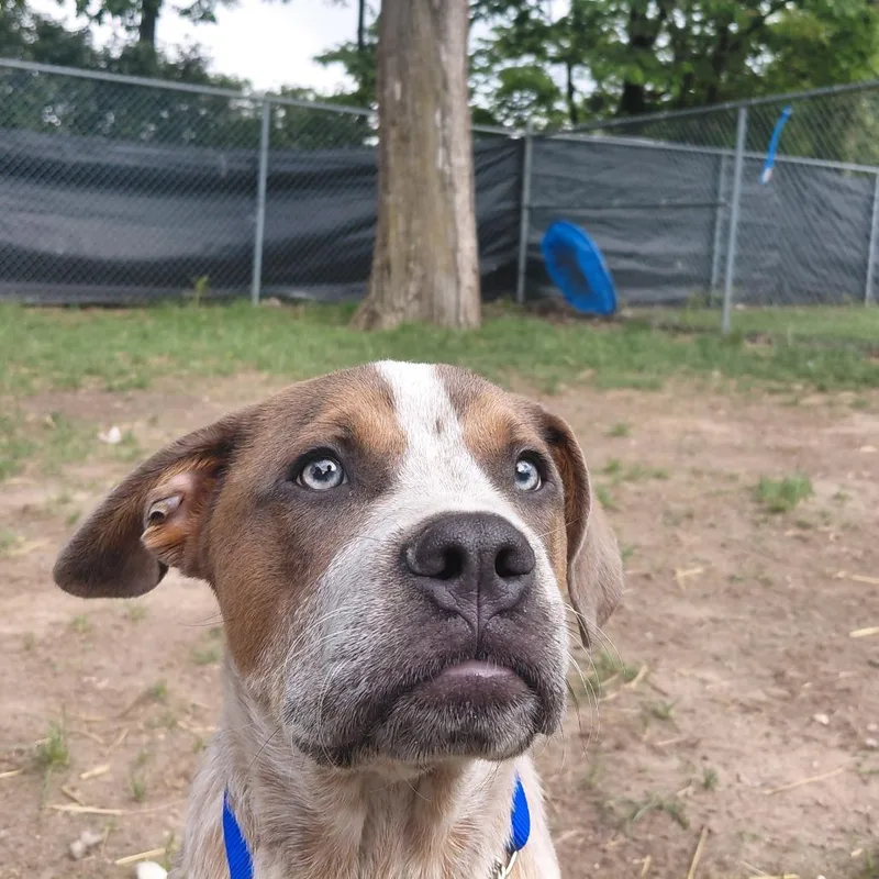 A baby medium-sized male Red / Chestnut / Orange Cattle Dog dog named Rudy for adoption in Springfield, IL