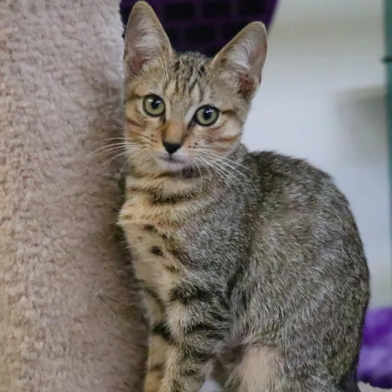 A baby small-sized female Domestic Short Hair cat named Pumba for adoption in Sarasota, FL