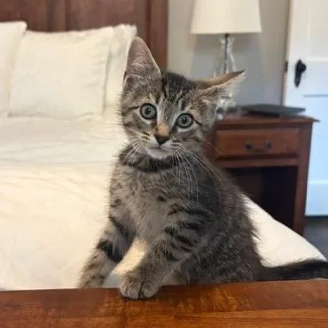 A baby small-sized male Brown / Chocolate Domestic Short Hair cat named S&T: Tumble for adoption in Falls Church, VA