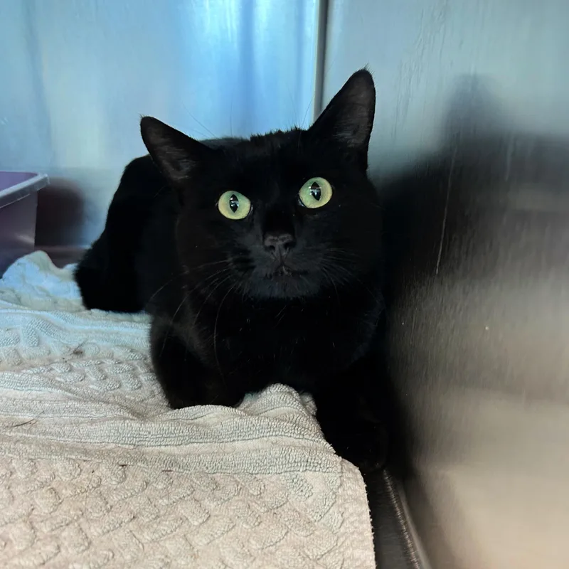 An adult medium-sized female Black Domestic Short Hair cat named Comet for adoption in Lindon, UT