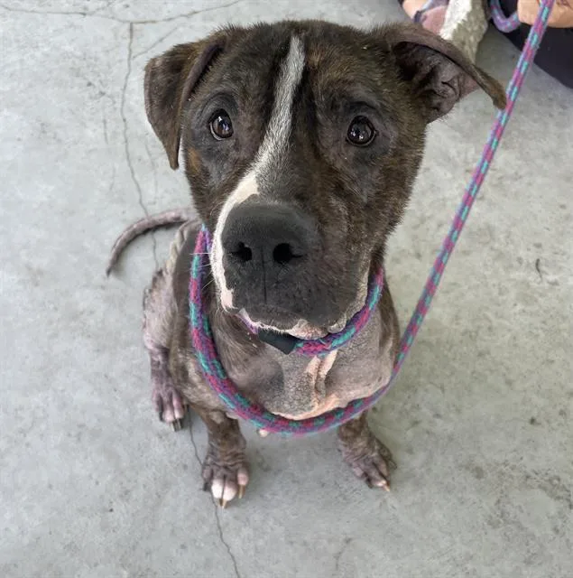 Dexter