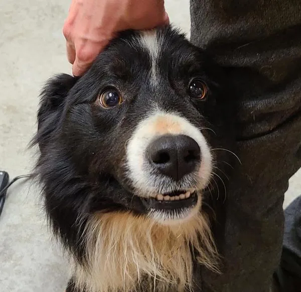 An adult medium-sized male Mixed Breed dog named Theodore for adoption in Spokane Valley, WA