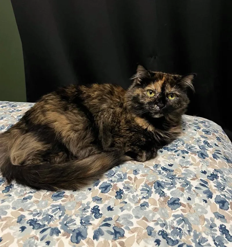 An adult small-sized female Tortoiseshell cat named Boosters for adoption in Capshaw, AL