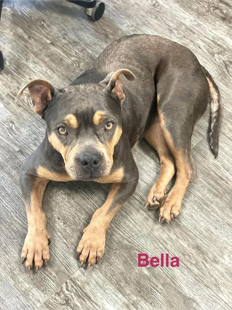 An adult medium-sized female Brown / Chocolate Bulldog dog named Bella for adoption in Madisonville, LA