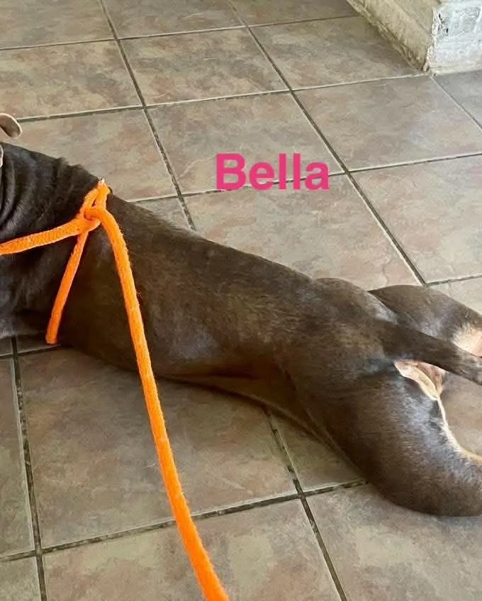 Bella thumbnail 2