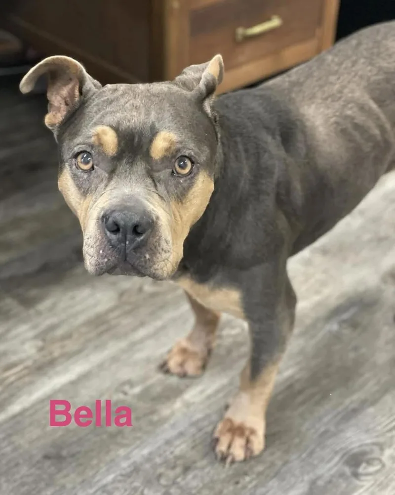 Bella thumbnail 3