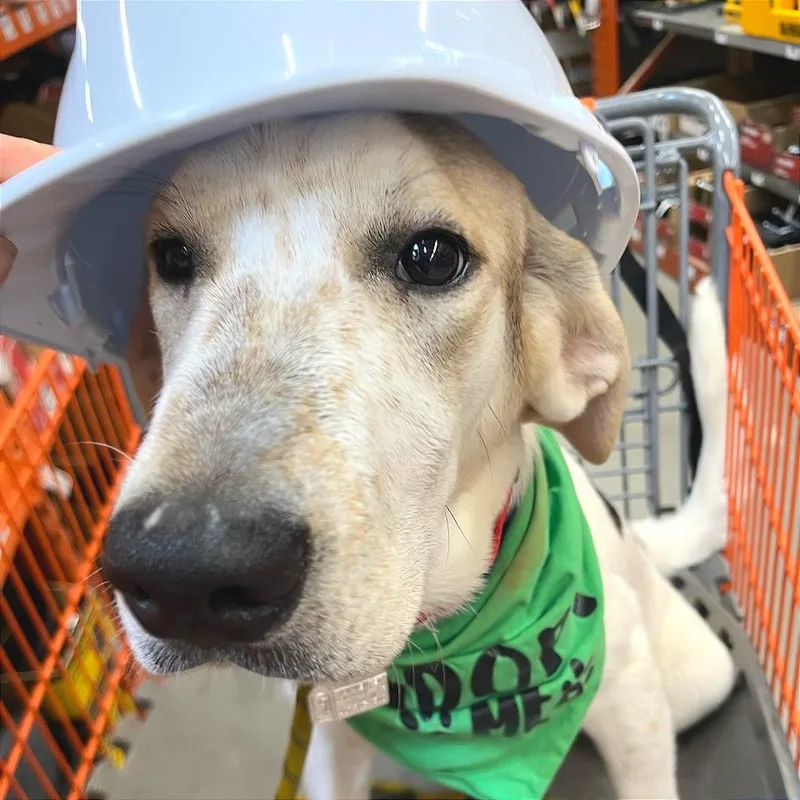 French Toast thumbnail 2