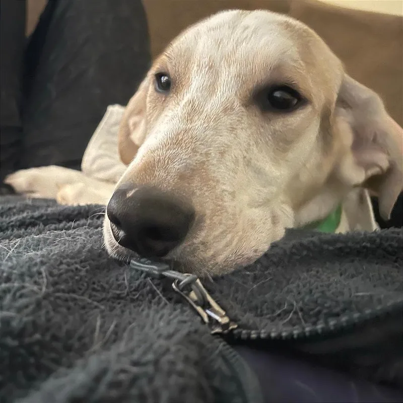 French Toast thumbnail 3