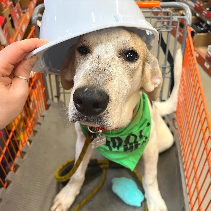 French Toast thumbnail 5