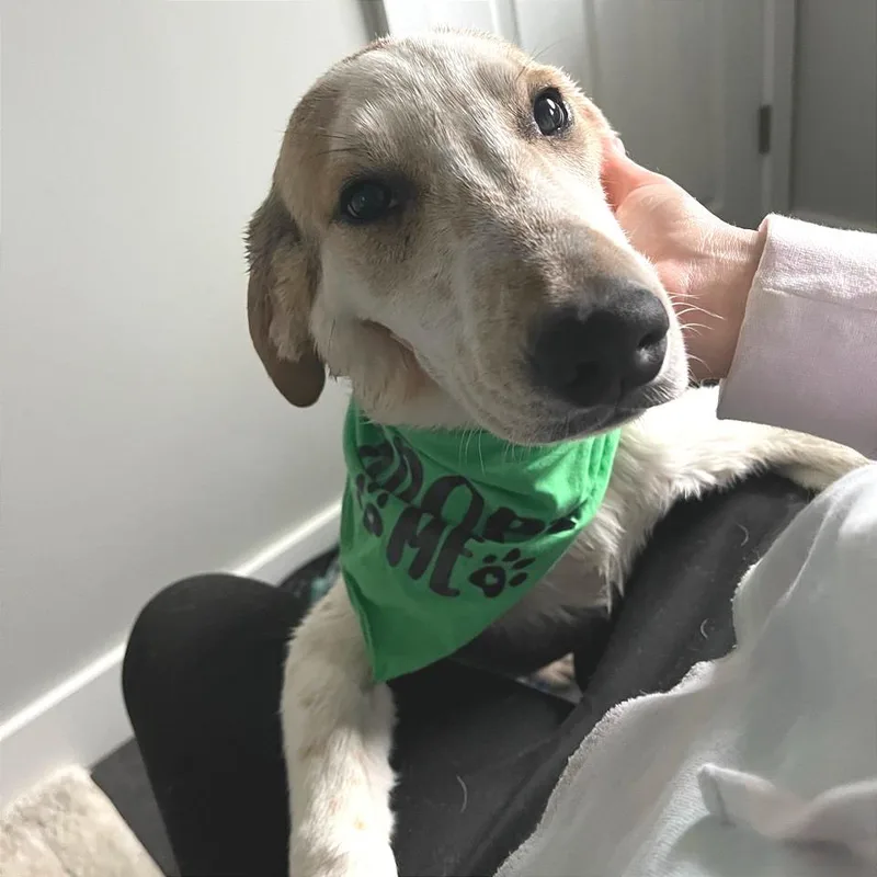 French Toast thumbnail 6