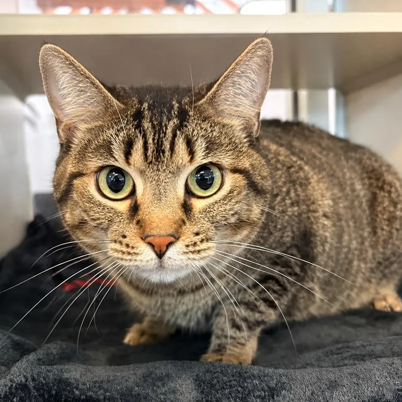 A senior large-sized female Brown / Chocolate Domestic Medium Hair cat named Bananabelle for adoption in Gloucester, VA