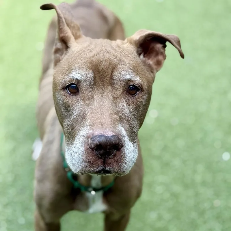 A senior large-sized female Brown / Chocolate Pit Bull Terrier dog named Tyra for adoption in Greensboro, NC