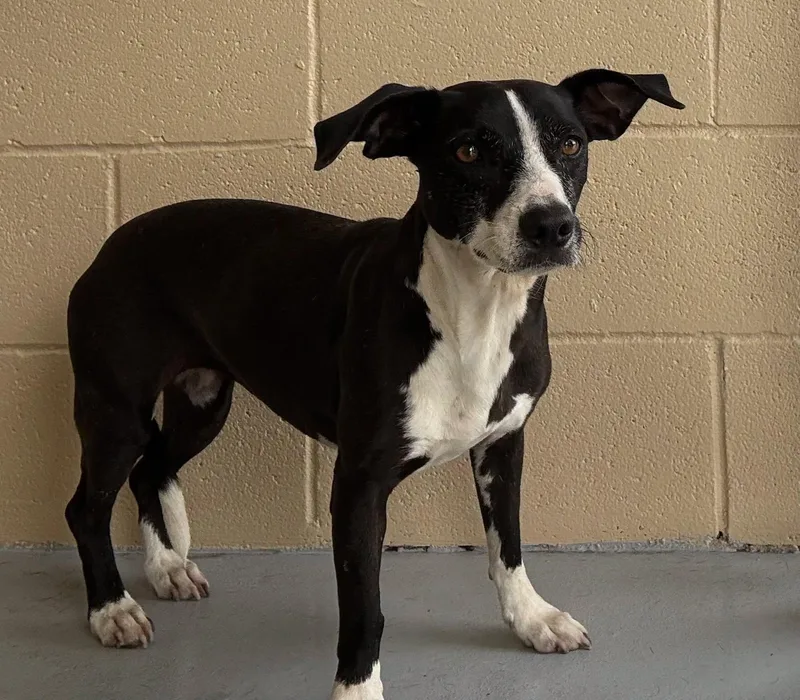 An adult medium-sized female Black Pit Bull Terrier dog named Baby for adoption in Harlingen, TX